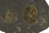 Dactylioceras Ammonite Cluster - Posidonia Shale, Germany #100237-1